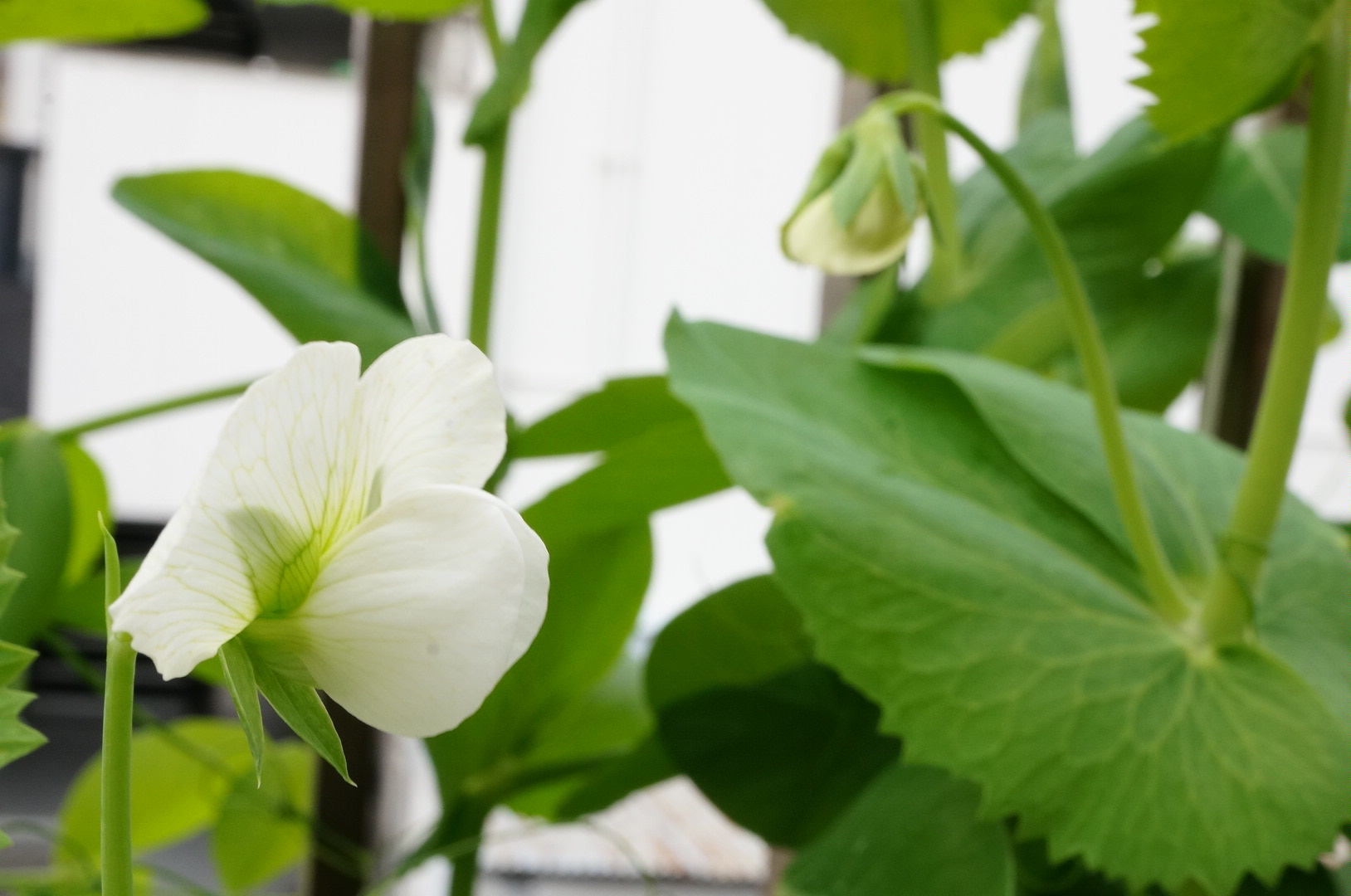 季節を勘違いしているようです とうとうスナックエンドウが花を キユーピーコミュニティ おはなしダイニング La Vida コミュニティサイト
