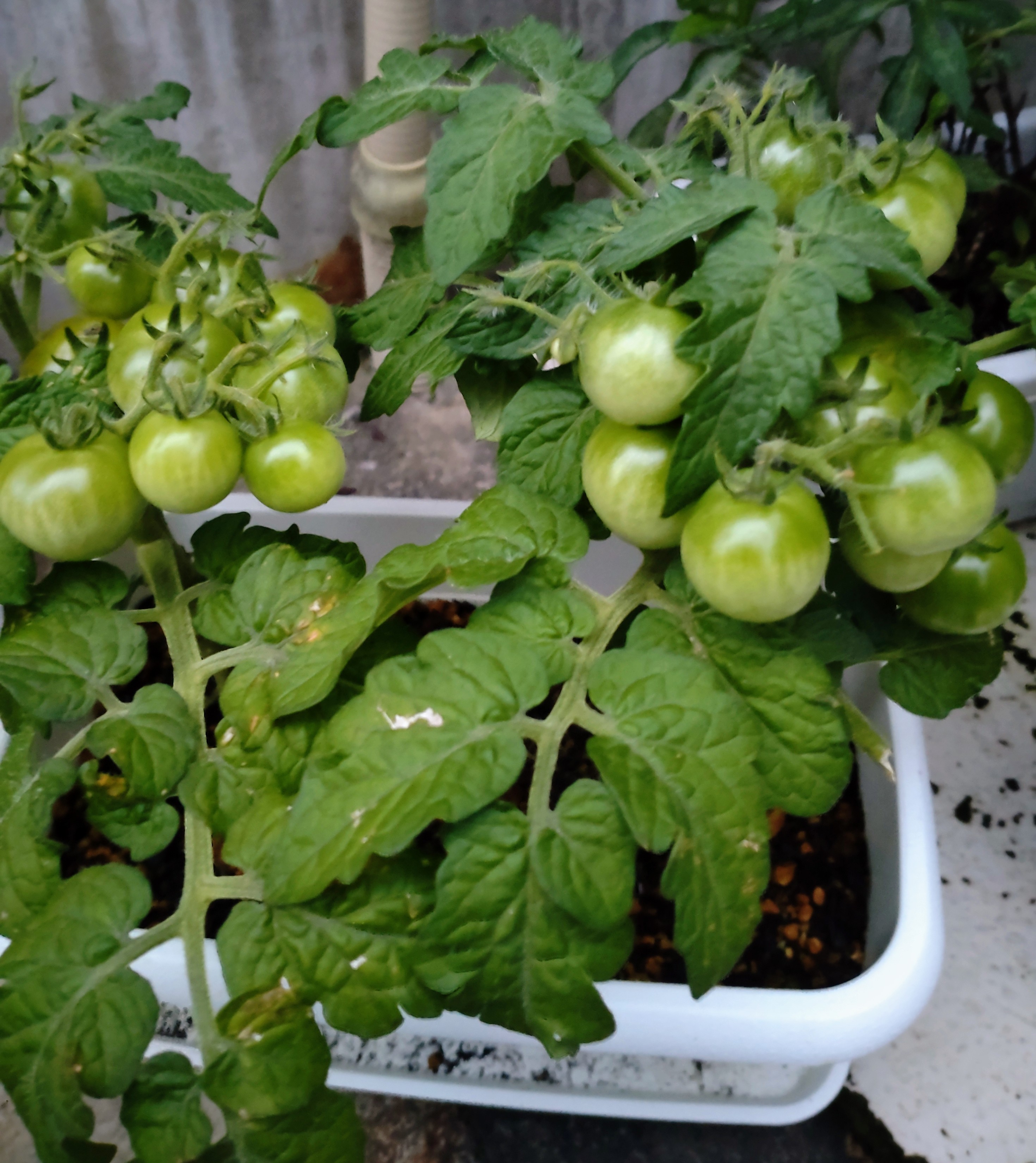 我が家のプチトマトたくさんプランターに植えてあります色づくの キユーピーコミュニティ おはなしダイニング La Vida コミュニティサイト